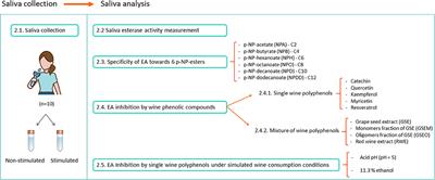 Specificity of Saliva Esterases by Wine Carboxylic Esters and Inhibition by Wine Phenolic Compounds Under Simulated Oral Conditions
